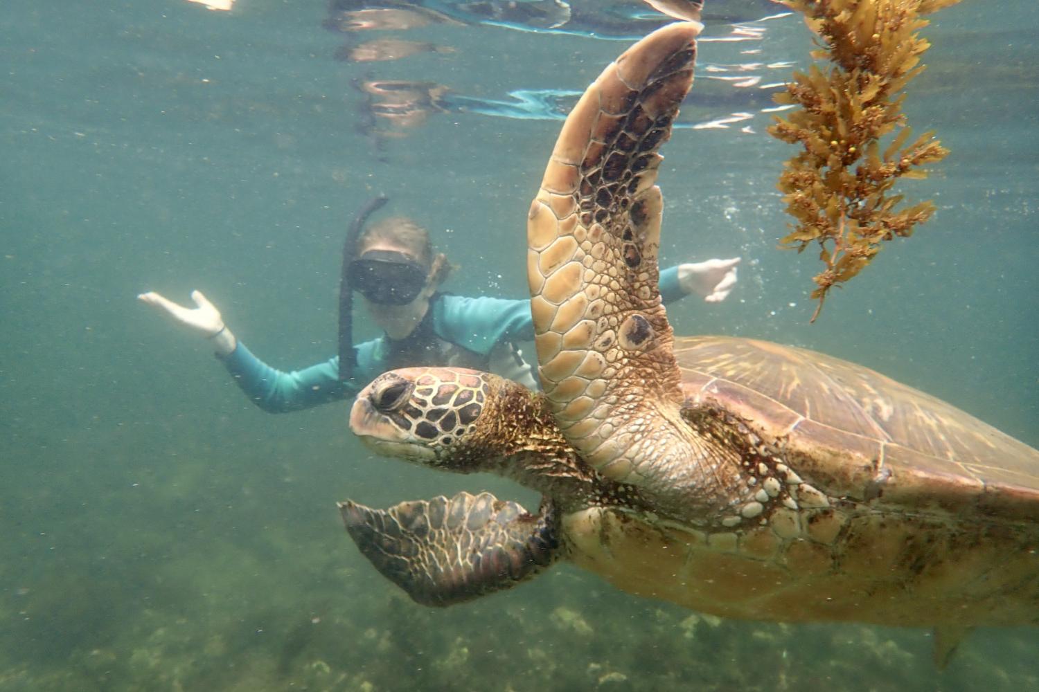 一名<a href='http://py8ax4x.213638.com'>全球十大赌钱排行app</a>学生在Galápagos群岛游学途中与一只巨龟游泳.